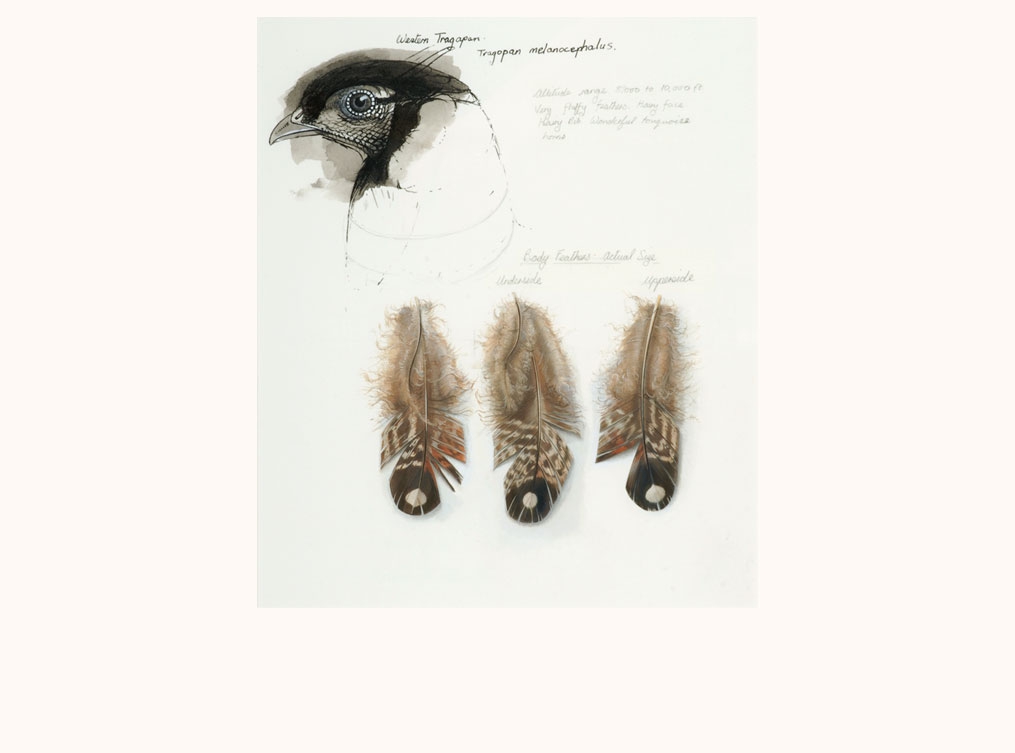 Study of Western Tragopan and Three Body Feathers