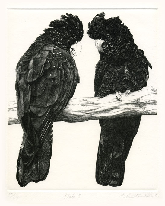 Plate 5: Banksian Cockatoo