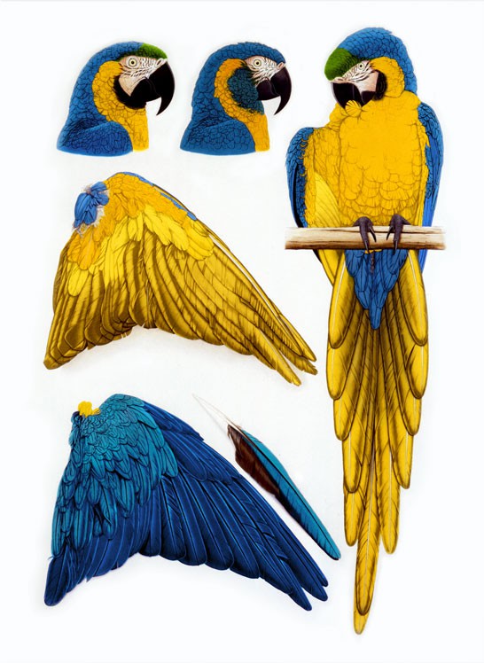 Blue and Gold Macaw