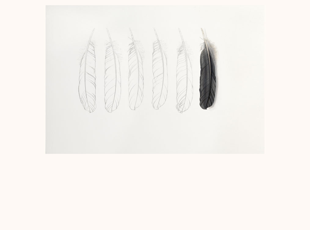 Grey feather and Pencil Feathers